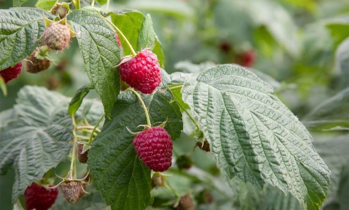 Raspberry Leaf