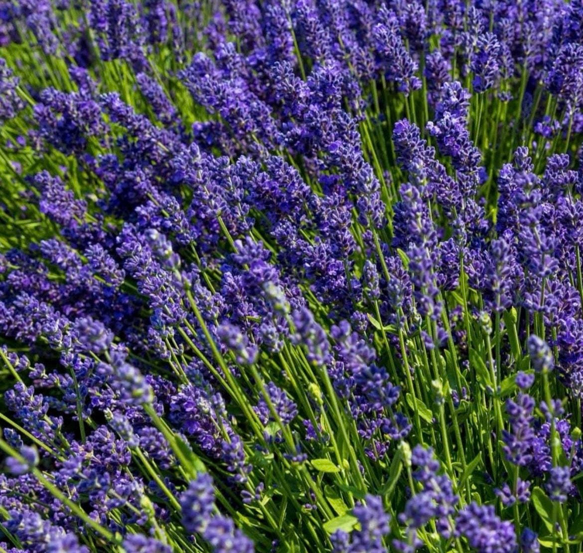 Lavender