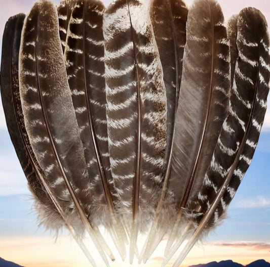 Turkey Feathers for Smudging