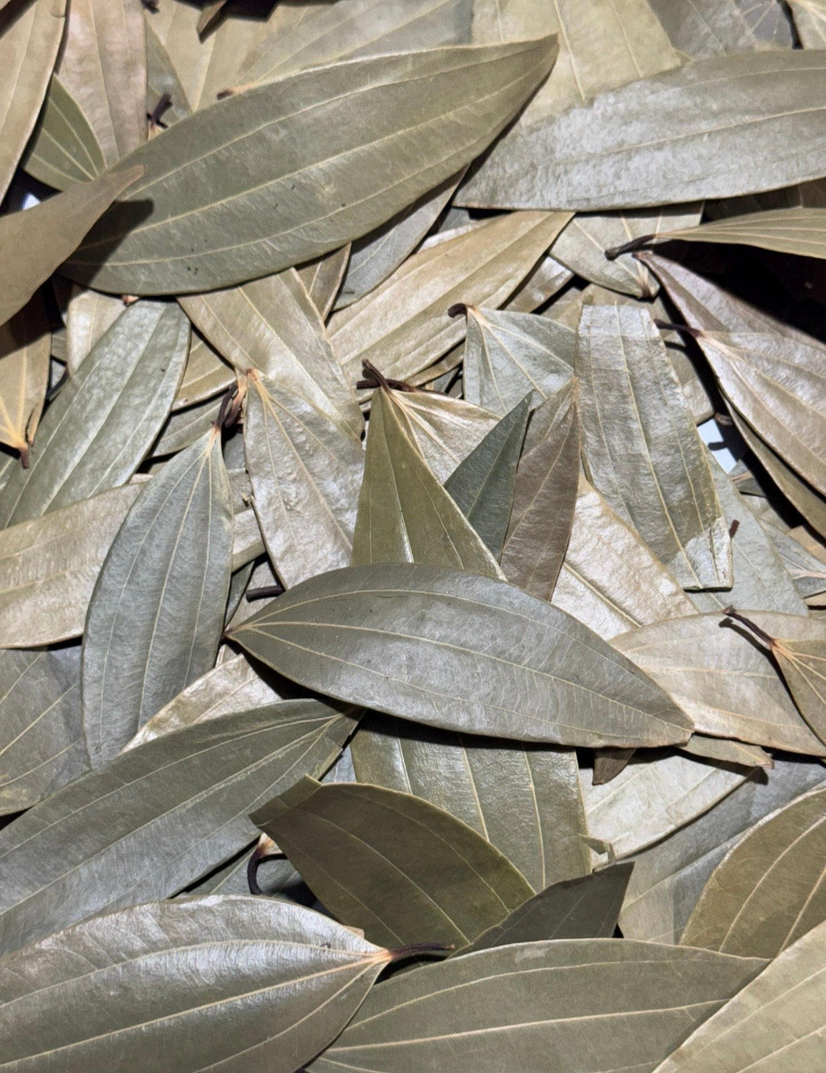 Indian Bay Leaves