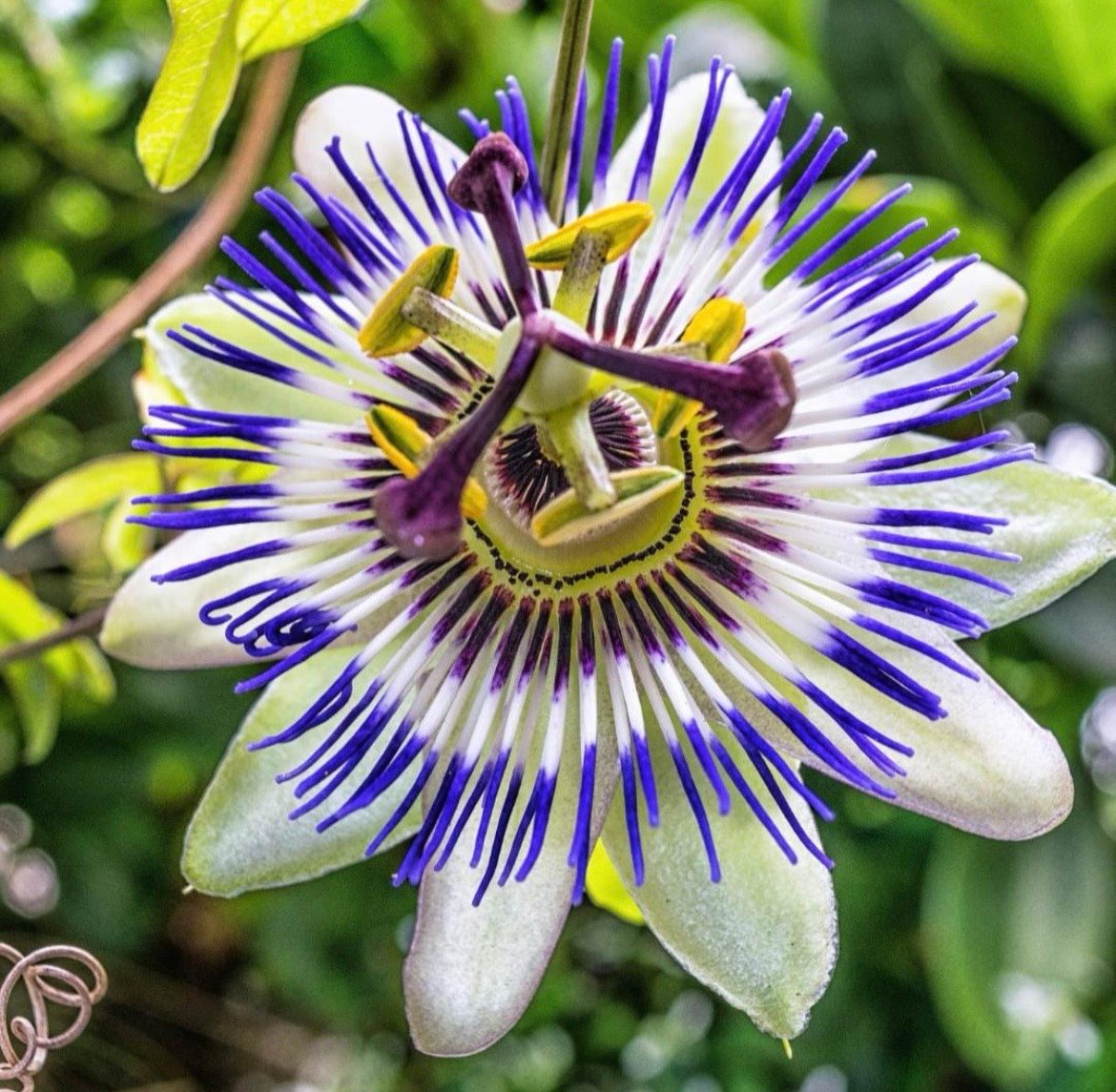 Passion Flower