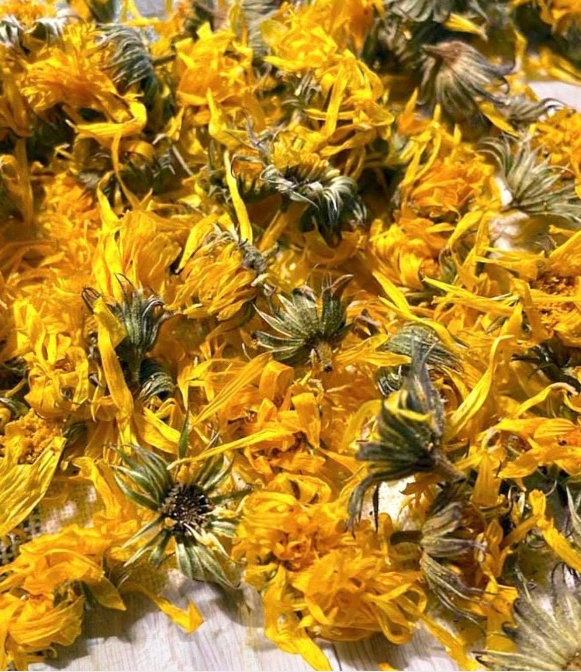 Calendula