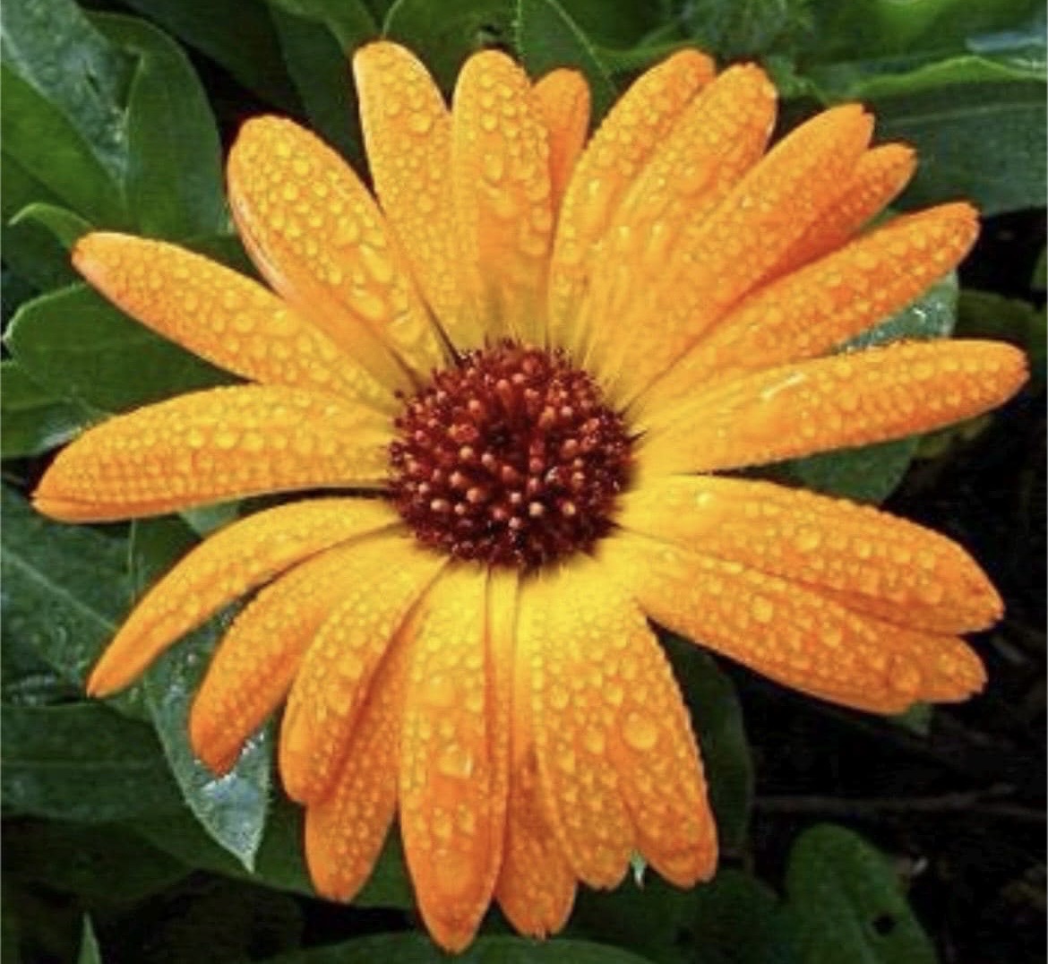 Calendula